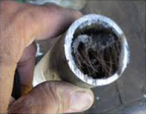 a plumber holds a clogged drain found on a job in Ellicott City, MD